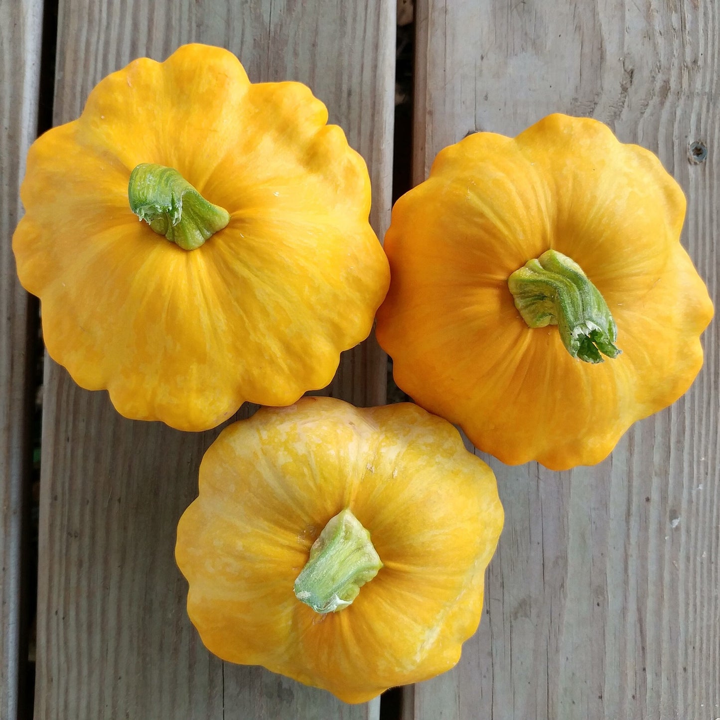 Patty pan squash (1 squash)