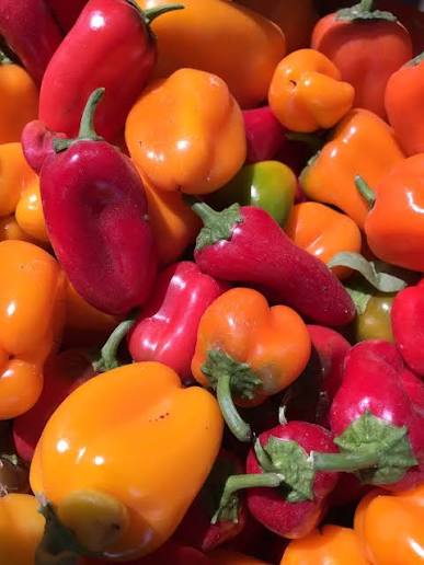 Lunchbox peppers (1 quart)