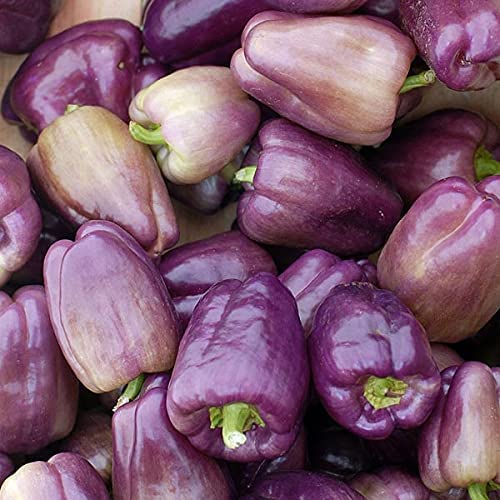 Purple bell pepper