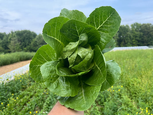 Romaine lettuce (1 head)