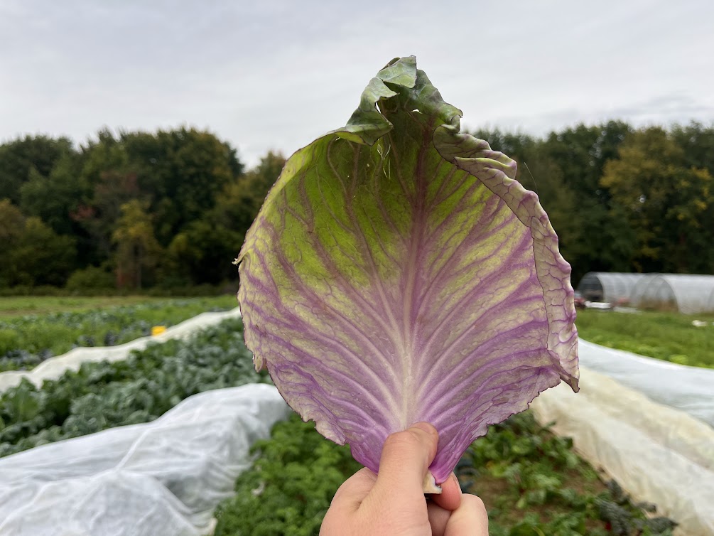 Rosé cabbage