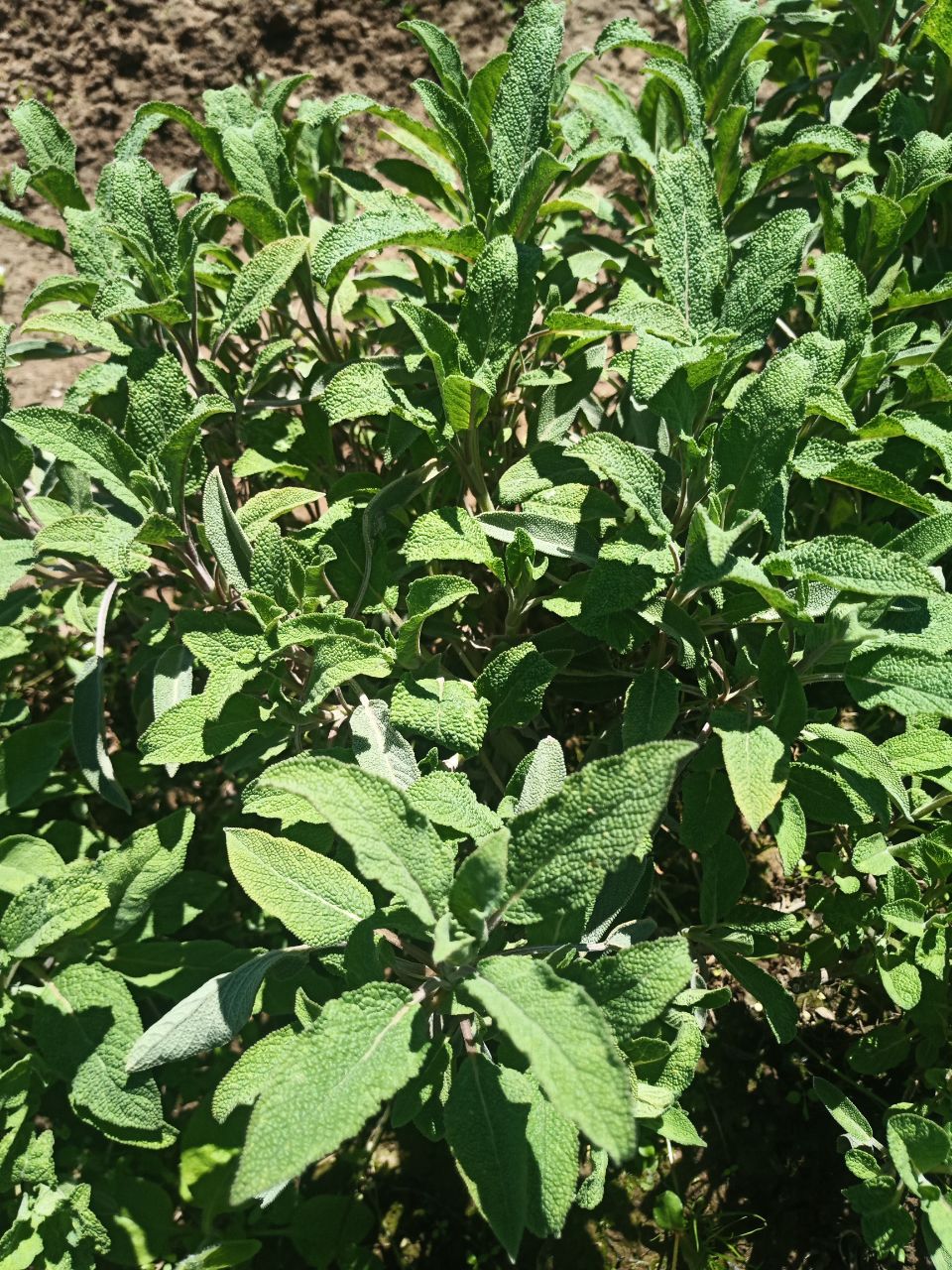 Sage (1 bunch)