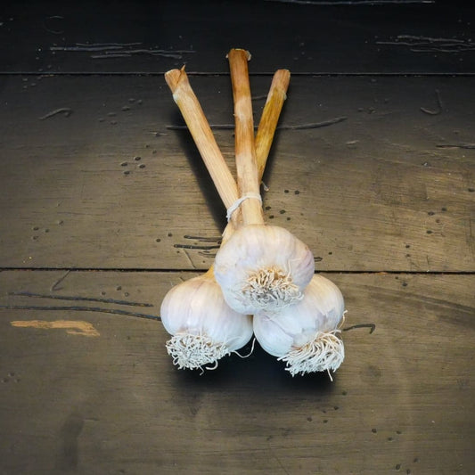 Garlic, semi-cured (3-head set)