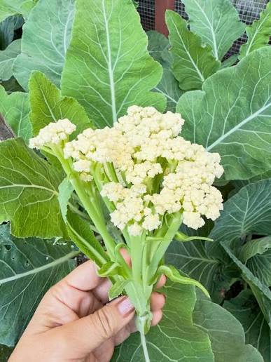 Sprouting cauliflower (1 bunch)