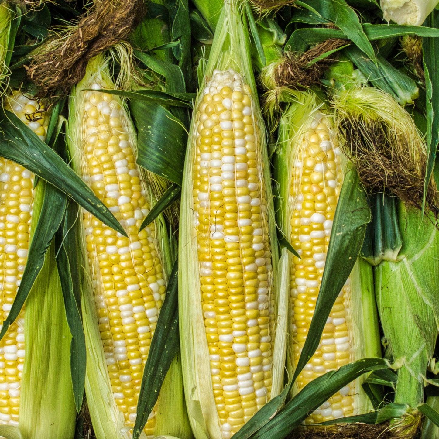 Sweet corn (1 ear)