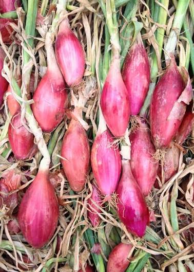 Tropea onions (1 lb)